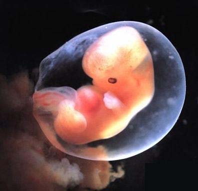 images of 5 week fetus. images of 5 week fetus. Building my Baby-Week 7